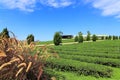 Pennisetum Fountain Grass in the tea plantation