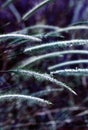 Pennisetum or furry fountain grass, beautiful enchanted movement under the wind in vibrant light, countryside meadow.