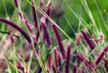 Pennisetum or furry fountain grass, beautiful enchanted movement under the wind in vibrant light, countryside meadow.