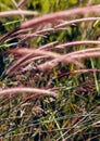 Pennisetum or furry fountain grass, beautiful enchanted movement under the wind in vibrant light, countryside meadow.