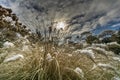 Pennisetum in the garden covered with snow Royalty Free Stock Photo