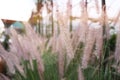 Pennisetum, ornamental grass plumes, grass flower in garden