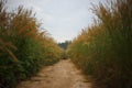 Pennisetum pedicellarum weed plant flower in Wide field