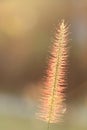 Pennisetum pedicellatum, desho grass, desho