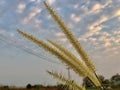 Pennisetum pedicellatum in garden