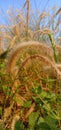 Pennisetum pedicellatum, known simply as desho or as desho grass, is a grass native to Ethiopia from the monocot angiospe