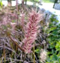 Pennisetum pedicellatum close-up.