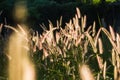 Pennisetum pedicellatum Trin beautiful when the sunlight, which as the background. Royalty Free Stock Photo