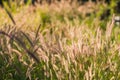 Pennisetum pedicellatum Trin is classified as native weeds. That is prevalent in almost all sectors. Royalty Free Stock Photo