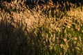 Pennisetum pedicellatum Trin sun along the way. Which as the background. Royalty Free Stock Photo