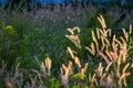 Portrait of Pennisetum pedicellatum Trin when the Sunlight and the breeze blowing through, which is the background. Royalty Free Stock Photo