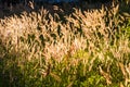 Pennisetum pedicellatum Trin sunlight on the sidewalk, which as the background. Royalty Free Stock Photo
