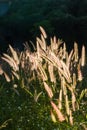 Pennisetum pedicellatum Trin to beautiful sunshine. Which as the background Royalty Free Stock Photo