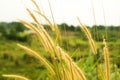 Pennisetum pedicellatum Royalty Free Stock Photo