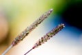 Pennisetum polystachyon, Grass Communist grass with abstact blurred background Royalty Free Stock Photo