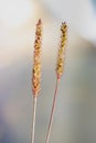 Pennisetum polystachyon, Grass Communist grass with abstact blurred background Royalty Free Stock Photo