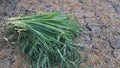 Pennisetum purpureum, also known as Napier grass, elephant grass or Uganda grass Royalty Free Stock Photo