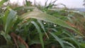 Pennisetum purpureum, also known as Napier grass, elephant grass or Uganda grass Royalty Free Stock Photo