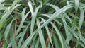 Pennisetum purpureum, also known as Napier grass, elephant grass or Uganda grass Royalty Free Stock Photo