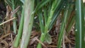 Pennisetum purpureum, also known as Napier grass, elephant grass or Uganda grass Royalty Free Stock Photo