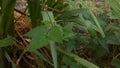 Pennisetum purpureum, also known as Napier grass, elephant grass or Uganda grass Royalty Free Stock Photo