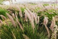 Pennisetum setaceum - beautiful perennial plant from the grass family often used to decorate parks and gardens