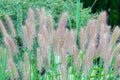 Pennisetum setaceum