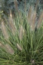 Pennisetum setaceum closeup