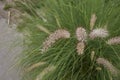 Pennisetum setaceum flowers close up