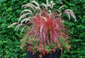 Pennisetum setaceum. fountain gratin it`s magnificent setting