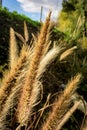 Pennisetum setaceum grasses in the sunshine Royalty Free Stock Photo