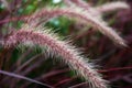 Pennisetum setaceum. Red Riding Hood is a warm-season grass