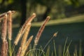 Pennisetum setaceum \