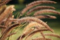 Pennisetum setaceum \