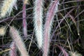 Pennisetum setaceum `Rubrum`, Purple Fountain Grass