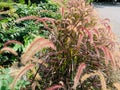 Pennisetum setaceum swaying in the wind