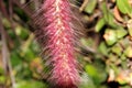 Pennisetum setaceum 'Rubrum', Purple Fountain Grass