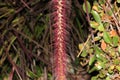 Pennisetum setaceum 'Rubrum', Purple Fountain Grass