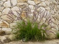 Pennisetum about the stone wall in Old City of Jerusalem, Israel