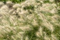 Pennisetum villosum `Cream Falls`