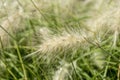 Pennisetum villosum `Cream Falls`