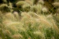 Pennisetum Villosum - Feathertop