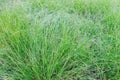 pennisetum villosum fresen