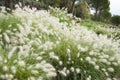 Pennisetum villosum