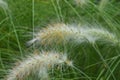 Pennisetum villosum