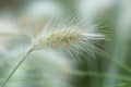 Pennisetum villosum