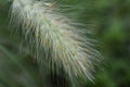 Pennisetum villosum.