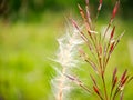 Pennisetum villosum is a species of flowering plant in the grass family Poaceae, common name feathertop grass or simply feathertop