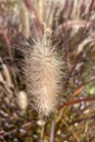 Pennisetum villosum, a species of flowering plant in the grass family Poaceae