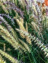 wispy feather-top grass - Pennisetum Villosum Royalty Free Stock Photo